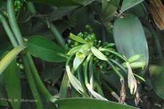 Vanilla planifolia